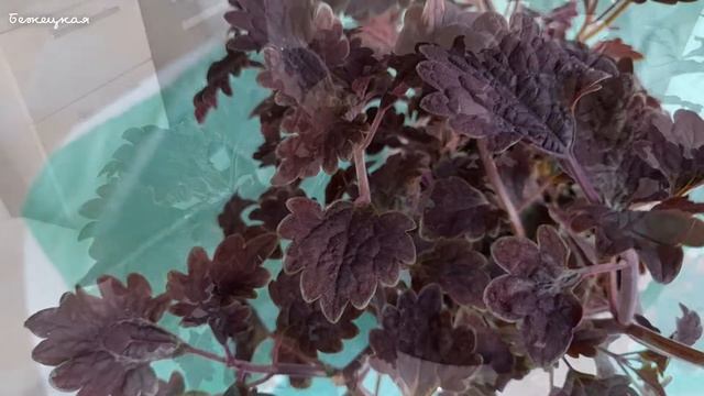 Колеус Чёрный Дракон. Мои комнатные растения смотреть онлайн