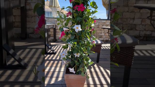 Buono смотреть онлайн