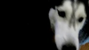 собачка супер