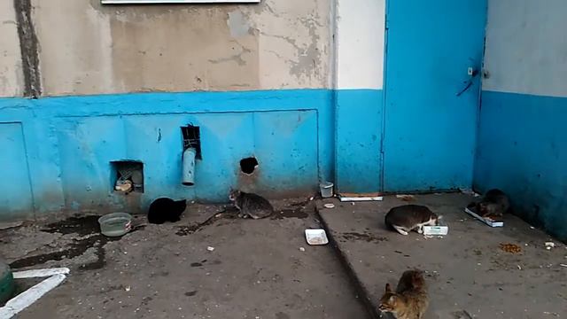 Животные, лучшие друзья человека.