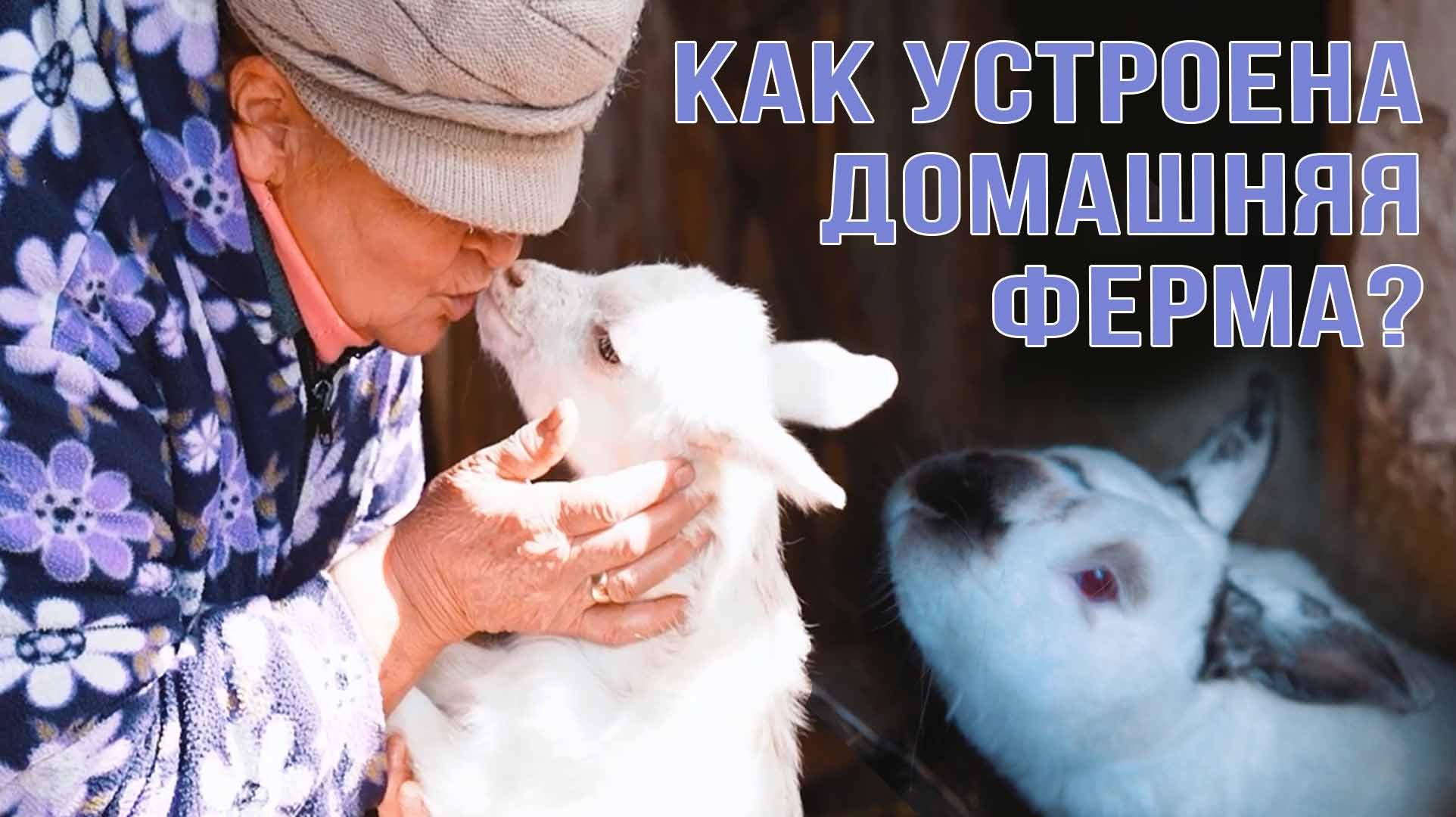 Где брать домашние продукты и как сохранить их свежесть?