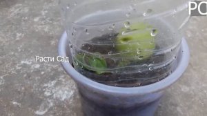 Как правильно вырастить лимон в 2023 году !!!