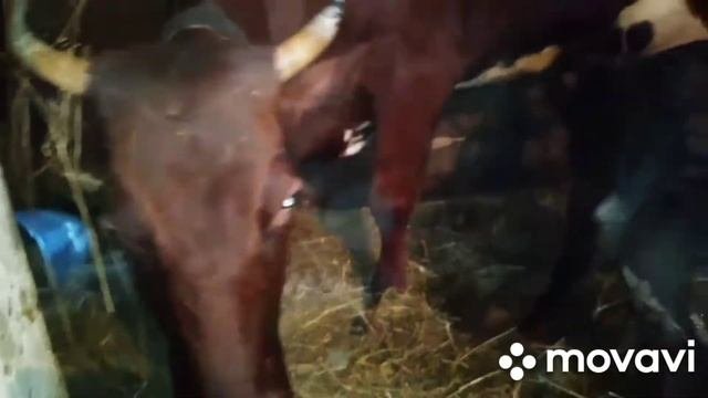 Отел нетели или сюрприз от Марты.