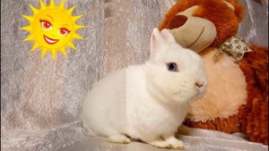 Кролики декоративные Гермелины: размеры, вес, габариты