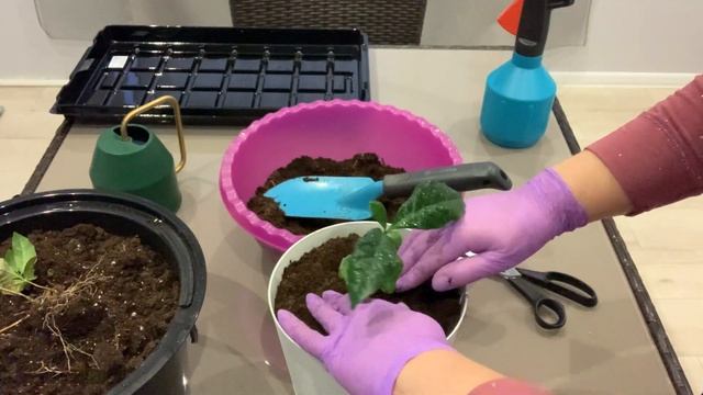 Пересадка кофейного дерева смотреть онлайн