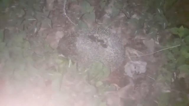 Поиск ёжика тепловизором смотреть онлайн