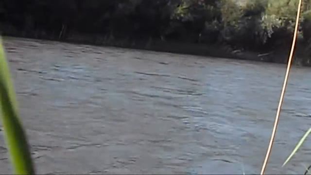 Miss Marple (Movie Theme) easy Flute (Dragon Fly) смотреть онлайн