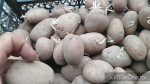 Лучший сорт картофеля,для хранения до лета/Результат хранения картофеля  в летнее время/июнь