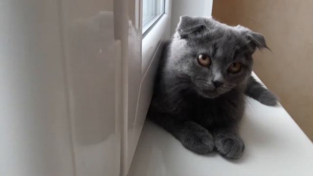 Шотландский Вислоухий Котенок 4 месяца смотреть онлайн
