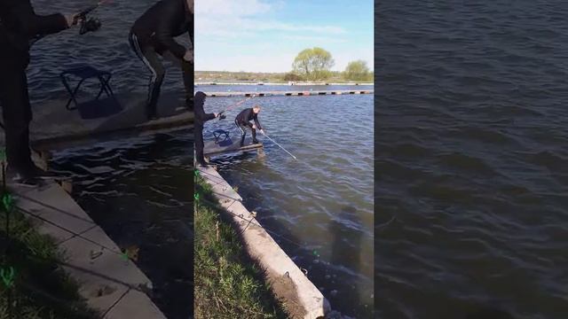 рыбалка рыбалка в подмосковье карп ловля карпа суперкарп белеутово fishing(1)