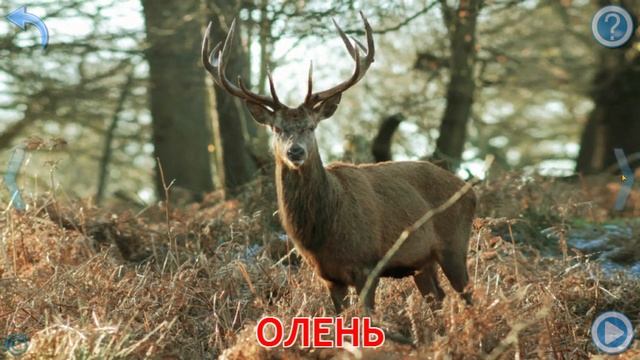 Малыш учит животных. Играем вместе. Игрушки и игры с детьми. смотреть онлайн