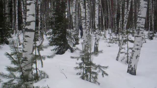 мотособака в лесу. смотреть онлайн