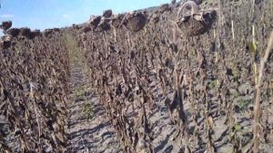 Подсолнечник Сузука готов к уборке.