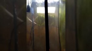 Малёк Гурами 3-й день. Чем кормить?