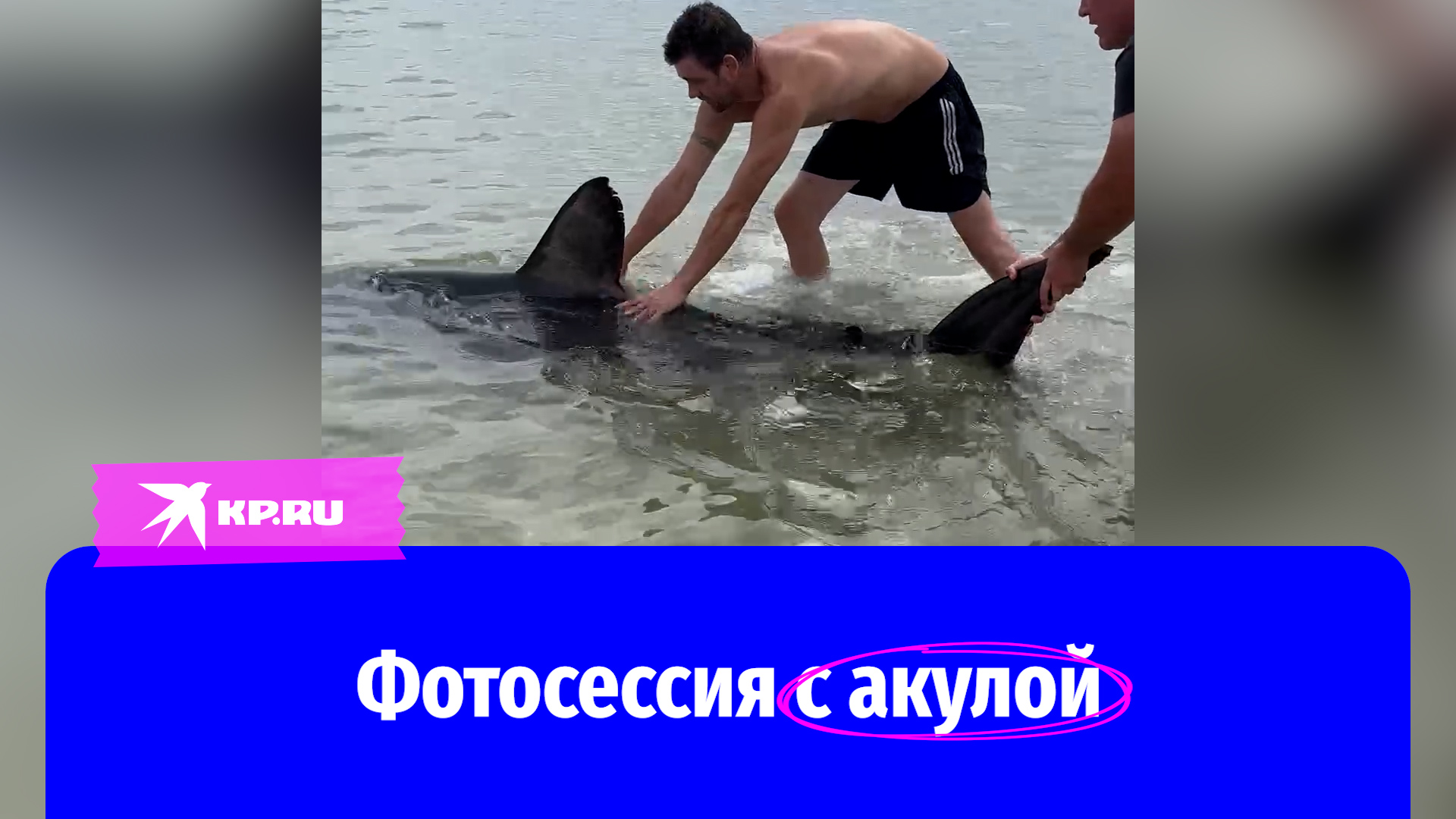 Акулы в черном море в анапе. Морская акула. Акула в сочи катран. Акулы не заплывают в черное море. Акулы кружат вокруг.