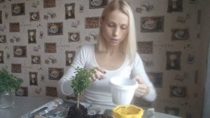 АИХРИЗОН ГУЧИ или ДЕРЕВО ЛЮБВИ♥️. Пересадка и размножение.