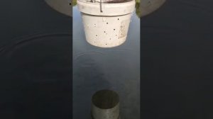 Самодельная кормушка . Кормление рыб опарышем . Увлекательный процесс !!