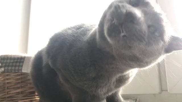 Кот Василелик