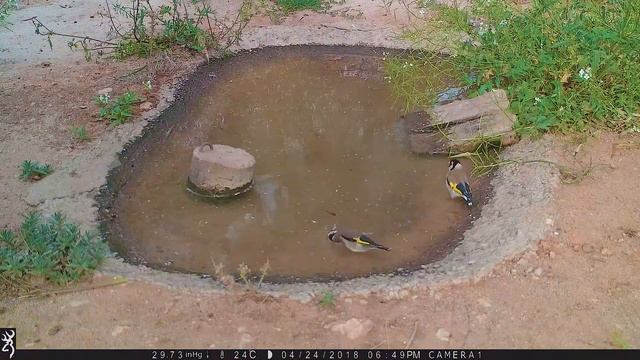Chloris chloris Обыкновенная зеленушка Carduelis Carduelis Черноголовый щегол