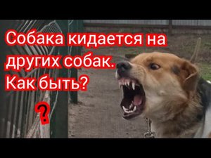 Собака кидается на других собак. Как быть?