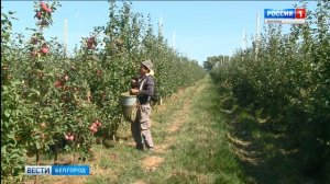 В корочанских садах идет сбор яблок