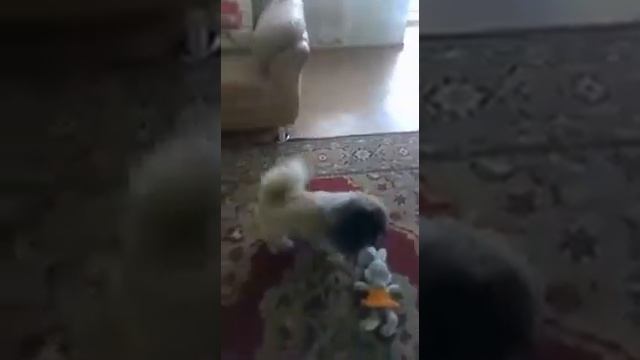 Пекинес Тоша смотреть онлайн