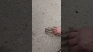 Проверка укоренения луковиц тюльпанов