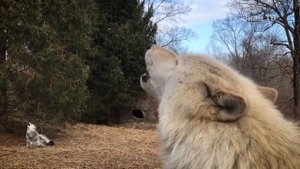 ВОЛК против КАНГАЛА ! КТО СИЛЬНЕЕ ?