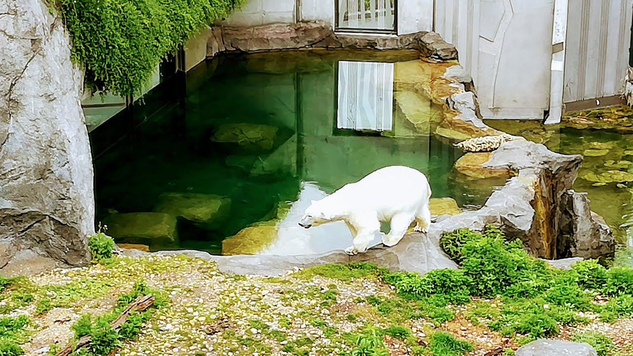 Вена/зоопарк Шернбрунн