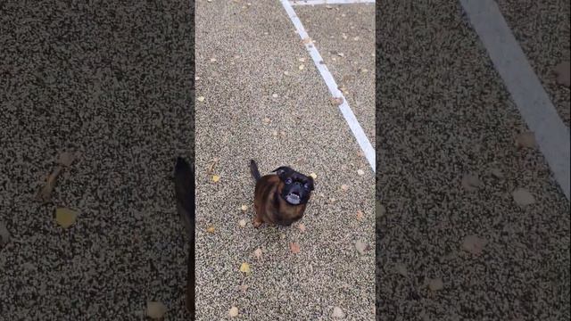 Приколы с животными. Собаки. Пти-брабансон #собаки #питомцы #приколы #животные смотреть онлайн