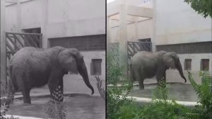 beijing zoo Пекинский зоопарк