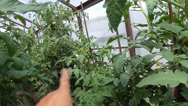 Томаты - новинки 2022 года. Томатный Гном Багряный закат в теплице. смотреть онлайн