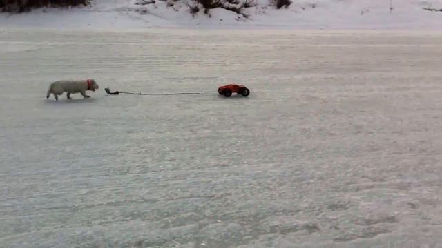 Вест Хайленд в погоне за "добычей" смотреть онлайн