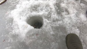 Состоялась зимняя рыбалка! Псковская обл. озеро Двинье