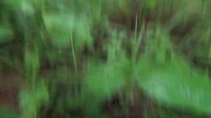 грибы в Приморском крае. поиск грибов. поход за грибами. Грибы 2022