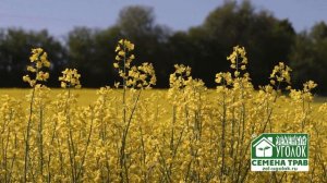 Рапс: особенности культуры