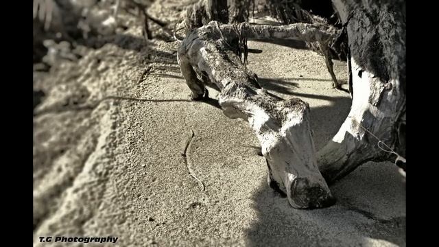 Nikon D5100 Photography смотреть онлайн