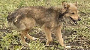 Выгуливаю пса Букета на огороде