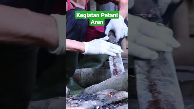 keseharian petani aren