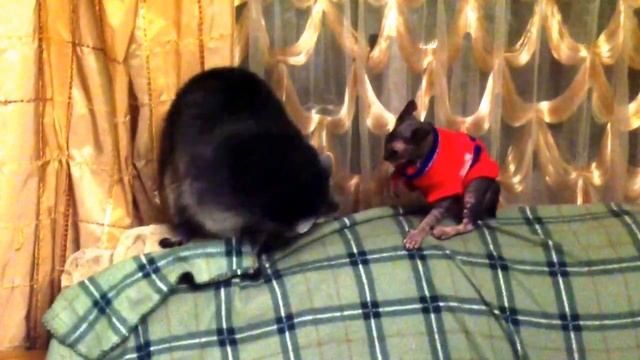 Енот Вильсон и кошка Чека смотреть онлайн