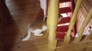 На Пасху дождь с градом шашлык и внуки