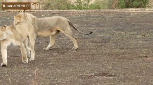 Big cats in Ngorongoro Crater Tanzania.