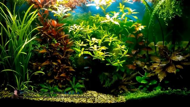 Откуда и Почему появляются Водоросли в Аквариуме. Нитчатая Водоросль Кладофора смотреть онлайн