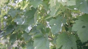 Как получить красивые грозди винограда. Уход за виноградом.