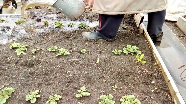 Чем подкормить картофель весной для хорошего урожая