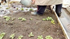 Чем подкормить картофель весной для хорошего урожая