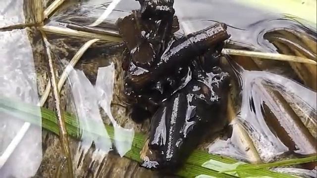 ИНСЕКТАРИЙ: 115. Ручейник Двухточечный (Phryganea bipunctata)