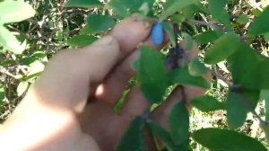 ASMR с разговором.Прогулка по дому 🏠 . огород, природа.тк ТК тк