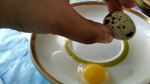 Как определить оплодотворённое яйцо или нет?