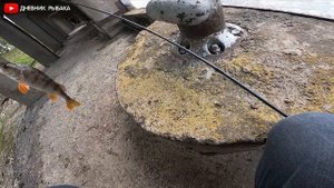 Килограммовые СУДАКИ на УЛЬТРАЛАЙТ! Рыбалка на ультралайтовый спиннинг весной.